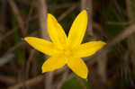 Fringed yellow star-grass